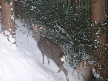 雪の中を歩くニホンジカ