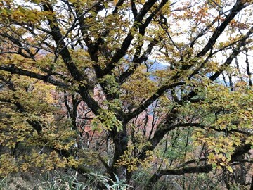 mizunara2