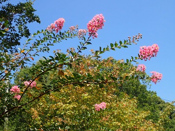 ピンクの花をつけるサルスベリ