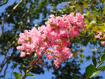 サルスベリの円錐花序