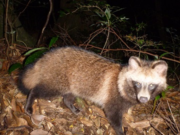 夜間に撮影されたタヌキ