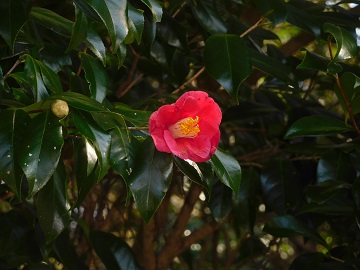 yabutubaki