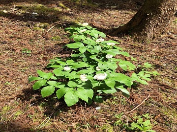 地面にいくつも生えているヤマシャクヤク