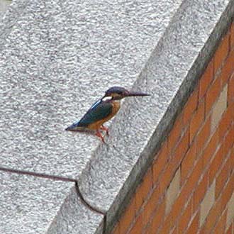 カワセミ（カワセミ科）