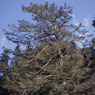 写真3：トガサワラ