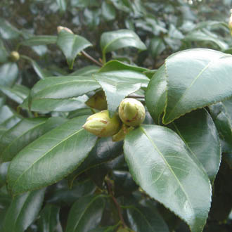 写真2ヤブツバキ蕾