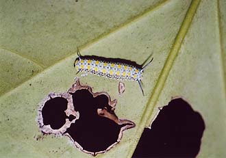 写真1アサギマダラの幼虫