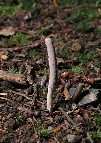 写真2：クモに寄生するクモタケ