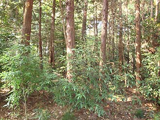 写真5放置された平地林の中で更新・成長するシラカシ