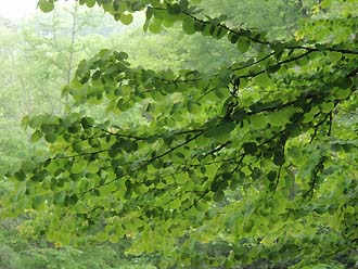写真2：本州中部以北の亜高山帯に見られるヒロハカツラ