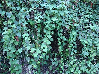 写真2：ツルのように伸びるシマバライチゴの地上茎。
