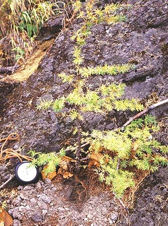 写真1基岩の風化物からできた未熟な土壌