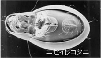 写真1：ニセイレコダニ