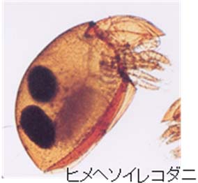 写真2：ヒメヘソイレコダニ