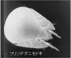写真3：フリソデダニモドキ
