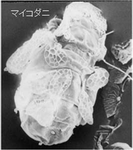 写真6：マイコダニ