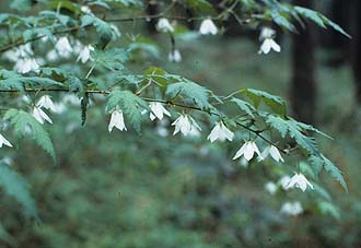 写真1：モミジイチゴの花