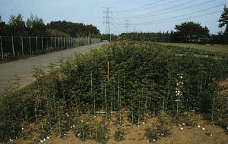 写真3：一つの株から地下茎によって形成されたクローン（ニガイチゴ）