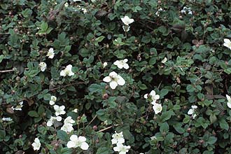 写真4：クサイチゴの花