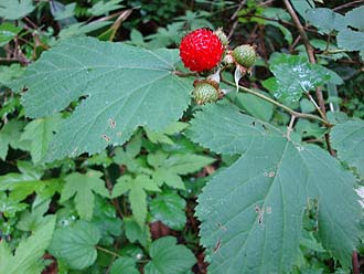 写真6：クマイチゴの果実