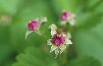 写真4：ナワシロイチゴの花