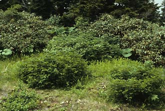 写真1：偽高山に分布するベニバナイチゴ。