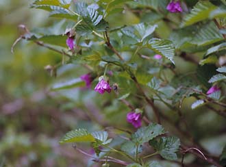 写真2：濃い紫色のベニバナイチゴの花。
