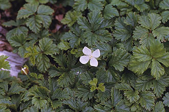 写真2 日本の亜高山帯に分布する草本性のコガネイチゴ
