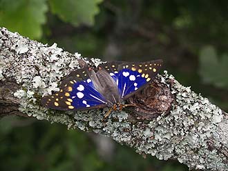 写真3：オオムラサキの成虫
