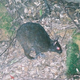 アマミノクロウサギ2