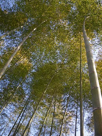 写真：モウソウチク1