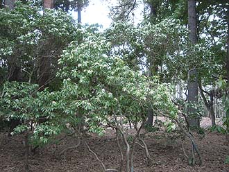 写真1 森林総合研究所樹木園のアセビ