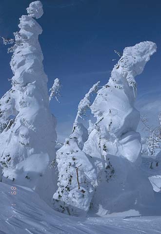 写真：樹氷となったオオシラビソ
