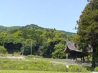 写真1：ヒメハルゼミの生息する照葉樹林
