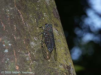 写真2：ヒメハルゼミ雄成虫