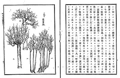 写真4：田中長嶺『散木利用編第二巻』（国立国会図書館蔵）より