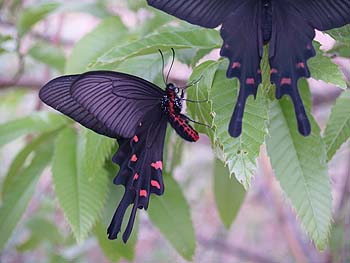 写真2：派手ないでたちの雄成虫