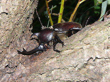 写真1：樹液を吸うカブトムシの成虫