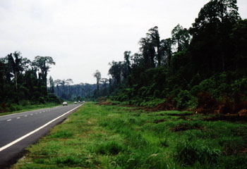 アラン林の中を走る道路