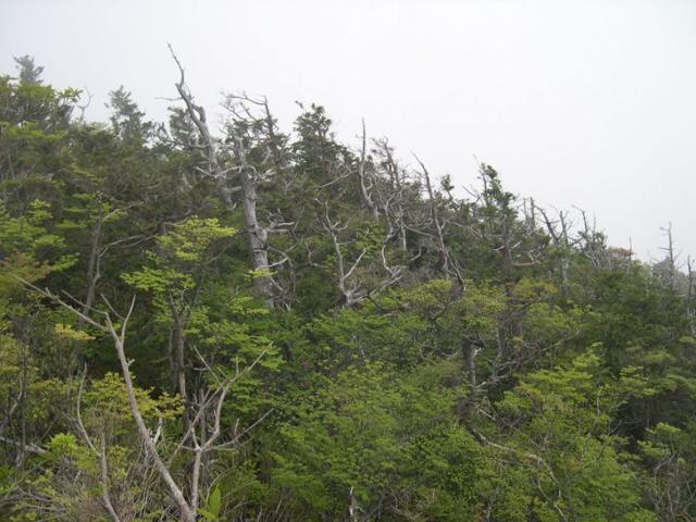 写真2：白髪山山頂付近のヒノキ白骨林