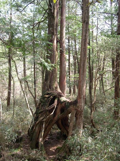 写真3：白髪山ヒノキ林内の根株上更新の様子