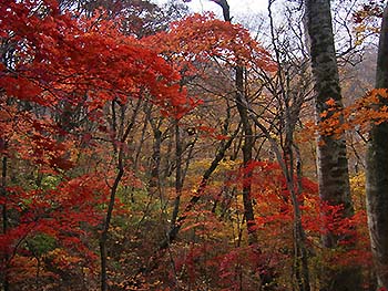 写真2：自然探訪10月 紅葉のナゾ2