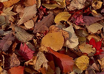 写真3：自然探訪10月 紅葉のナゾ3