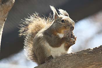 写真2：オニグルミを食べるニホンリス
