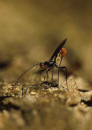 写真3：産卵するキタコマユバチ（体長約1cm）