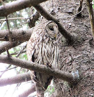 写真2：巣立ち後の雛を見守る親鳥。