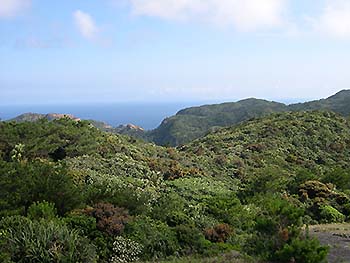 写真1：小笠原父島の森林