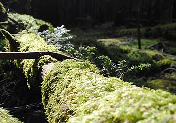 写真4：倒木上のコメツガ稚樹