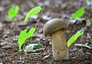 写真1：ヤマドリタケ