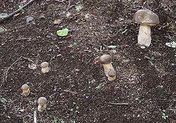 写真2：ヤマドリタケ